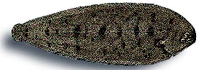 Synaptura lusitánica_06.jpg